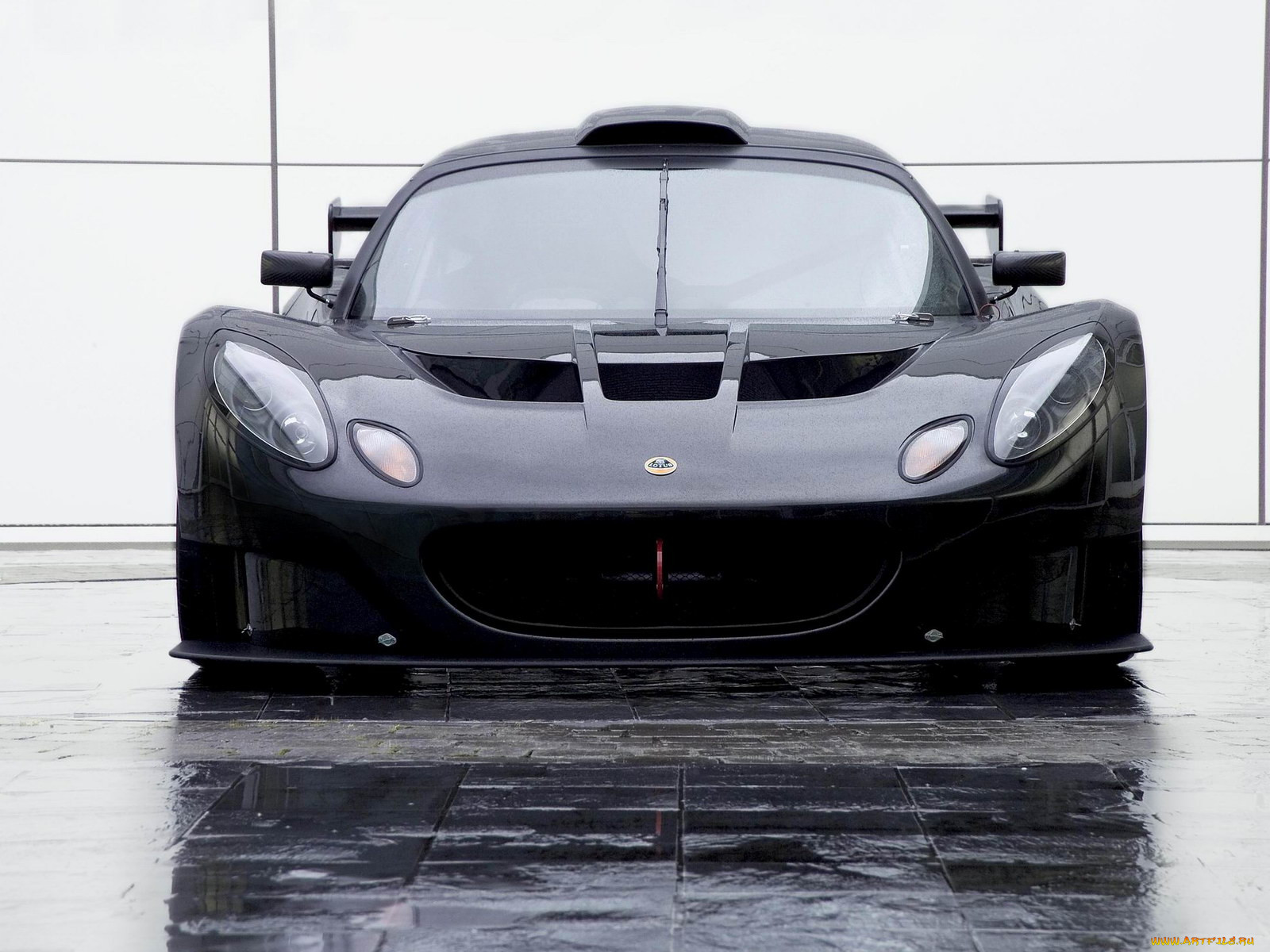 , lotus